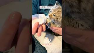 A family’s unexpected bond with a rescued lynx shorts [upl. by Kirstin856]