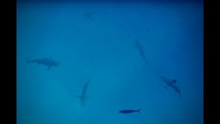 Bull Shark Underwater Footage Bimini Bahamas Underwater 4K GoPro Ocean Footage [upl. by Semmes588]