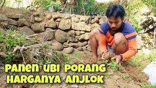 Belum rezeki Manen ubi porang harganya pas anjlok  petani desa [upl. by Bridges]