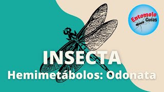 ÓRDENES DE INSECTOS ODONATA [upl. by Enirtak]