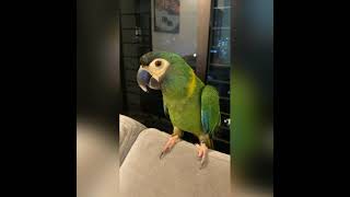 Pneuma  Yellow Collared Macaw  Cutest Pet Parrot [upl. by Yehudit]