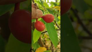 Uvaria rufa fruits annonecea family exoticfruitplants tropicalfruit nature ramanujansgarden [upl. by Spector]