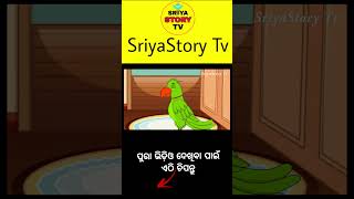 mitu pua ra hada bhangijaichi birdstories moralstories majagapaodia [upl. by Rolo889]