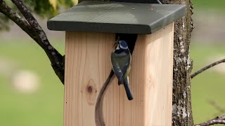 Top tips for putting up a nest box in your garden [upl. by Allianora]