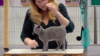 CFA International Show 2019  Chartreux Kitten Class Judging [upl. by Rice]