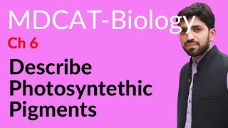 MDCAT Biology Entry Test Ch 6 Describe Photosynthetic Pigments  Chapter 6 Bioenergetics [upl. by Sheehan569]