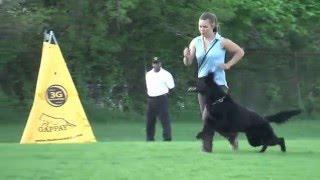 2015 Working Dog Championship Jagr von Wolfstraum obedience [upl. by Beaufort]