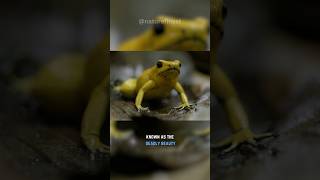 Poison Dart Frog  Deadly Beauty [upl. by Dlnaod]