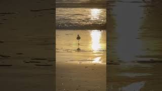 BEACH BIRD STROLLING AT SUNRISE   great start to weekend waves surf island nature birds [upl. by Narib515]