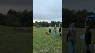 Senior Test Dog dogtraining retrievertraining gundog pitbosswaterfowl dogtrainer retriever up [upl. by Joachima]