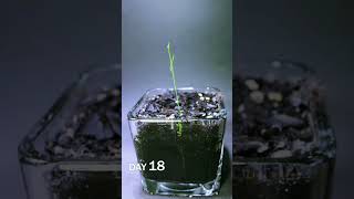 groving plants ☘️☘️shortvideo youtube [upl. by Noemys314]