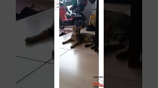 This cat enjoying his life shorts cat cats catlover catvideos kitten [upl. by Anyah291]