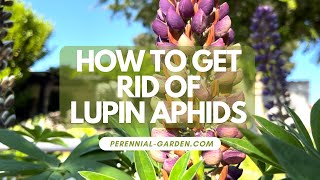 How to Safely Get Rid of Lupin Aphids  Perennial Garden [upl. by Adnilab]