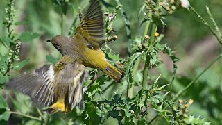 Leiothlypis ruficapilla NASHVILLE WARBLER foraging amp feeding 9069883 [upl. by Tirzah65]