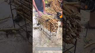 Use A Chainsaw To Cut Cassava Stems Into Sections As Seedlings [upl. by Oremo]