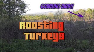 Finding a LEGENDARY hunting spot Roosting Turkeys [upl. by Chick]