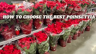 How To Buy The Healthiest Poinsettia Plants Complete Guide [upl. by Natsreik]