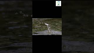 👀🎣Kingfisher Catches FISH shots nature wildlife wildlifesounds animals kingfisher fish [upl. by Elletnuahc]