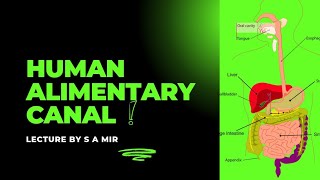 Human Alimentary Canal  Parts Of Alimentary Canal [upl. by Ecitnirp]