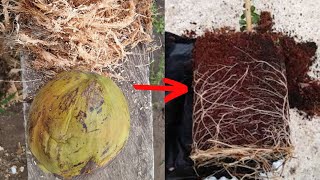 Como obtener FIBRA de COCO para nuestros esquejes o plantas  enraíza muy rápido [upl. by Uticas]