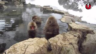 Snow monkeys of Jigokudani [upl. by Aehta]