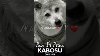 rest in peace kabosu the doge dog 🤍 [upl. by Laenaj586]