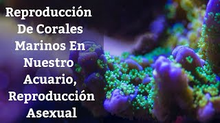 🔵 Reproducción Asexual De Corales En Nuestro Acuario Marino Acuarios MB [upl. by Keraj]