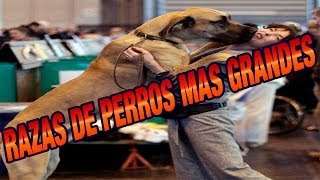 Las 10 Razas De Perros Más Grandes • Me Copiate [upl. by Buddy]