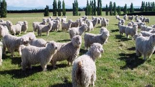 Worlds Largest Angora Goat Herd [upl. by Kerred274]