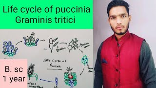 Life cycle of puccinia Graminis tritici [upl. by Alverson273]