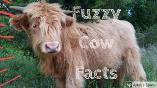 4 Facts About Highland Cows [upl. by Grantland691]