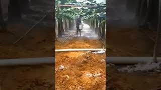 Perawatan yang wajib ada saat budidaya tanaman pisang shorts shortsvideo pisang [upl. by Poul224]