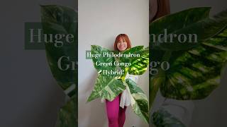 Philodendron greencongohybrid philodendrongreencongo philodendrongreencongohybrid rareplants [upl. by Milman]