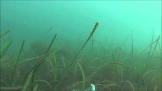 Seagrass in the Helford River [upl. by Sirod]