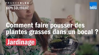 Comment faire pousser des plantes grasses dans un bocal [upl. by Abagael]