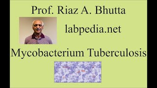 Mycobacterium Tuberculosis [upl. by Euphemia]