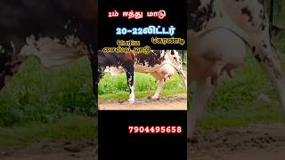 அதிக கரவைத்திரனில் ஜெர்சி சினை மாடு விற்பனைக்கு வந்ததுள்ளது cow jersycow cowfarm jersey hfjersy [upl. by Nossah]