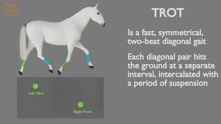 HORSE GAITS PART 02  TROT CYCLE ANALYSIS [upl. by Nethsa584]