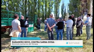 Acciones de prevención contra sarna ovina en Patagonia Sur [upl. by Htepsle748]