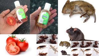 JUST 2 EASY TIPS FOR RAT AND COCKROACH  How To Kill Rats amp cockroach Within 5 minutes [upl. by Orofselet711]