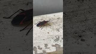 Boxelder bug [upl. by Elwaine]