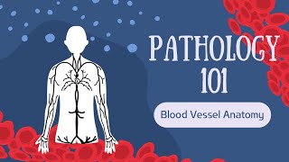 Pathology 101  Blood Vessel Anatomy [upl. by Lamee629]