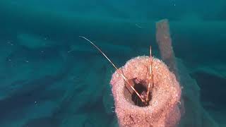 Rosehill wreck  Cornwall [upl. by Celio]