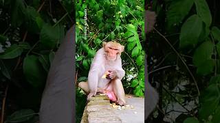 Monkey eating pomegranate on the roof shorts monkey anime trending viralvideo [upl. by Nancey]