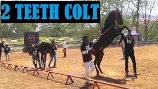 2 Teeth Colt MARWARI HORSE SHOW at PUNE  MAHARASHTRA by SADANAND SALVI [upl. by Inahteb]