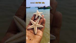 Rescue Mission Saving Starfish One at a Time starfish fishing sea healing [upl. by Annayi]