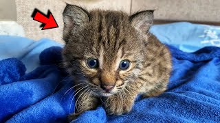 Woman saved lynx cub from death and raised him Now they are inseparable [upl. by Kcirdez]