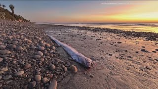 What we know about the elusive doomsday fish that washed ashore in California [upl. by Four]