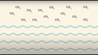 Efectos del cambio climático en el medio marino acidificación oceánica [upl. by Shirl556]