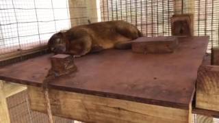 The reality of owning a Kinkajou [upl. by Akenat961]